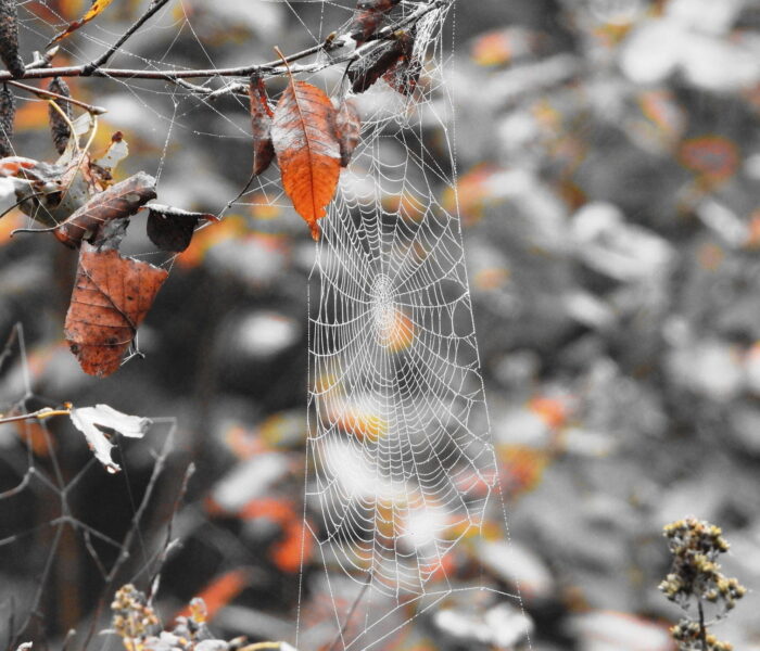 459219907_araignée (1)